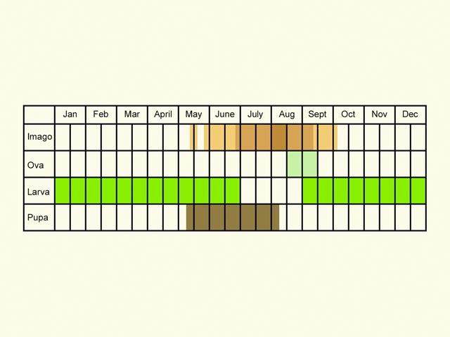  Life stages table Copyright Martin Evans 