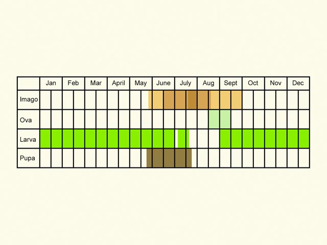  Life stages table Copyright Martin Evans 