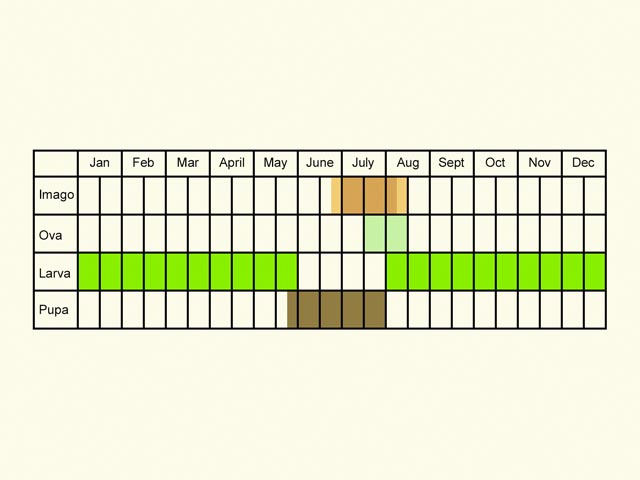  Life stages table Copyright Martin Evans 