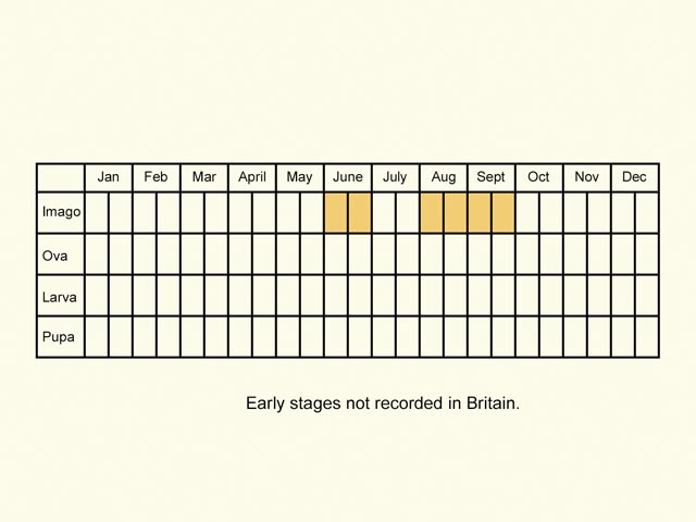  Life stages table Copyright Martin Evans 