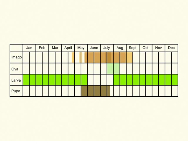  Life stages table Copyright Martin Evans 