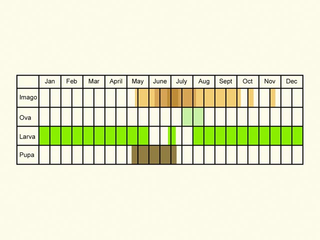  Life stages table Copyright Martin Evans 