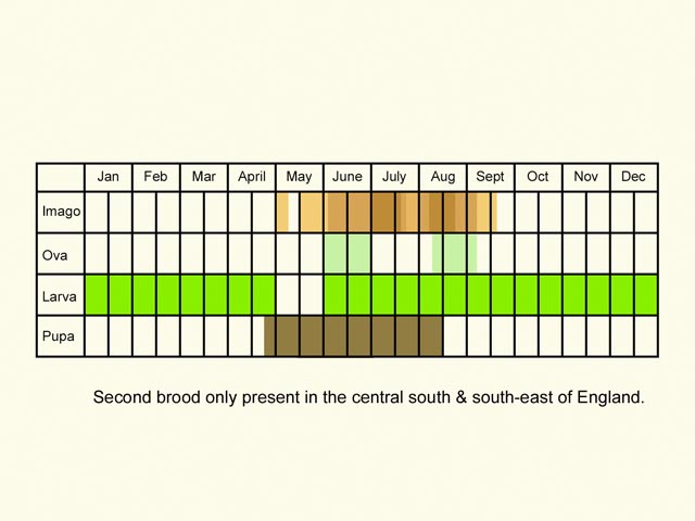  Life stages table Copyright Martin Evans 