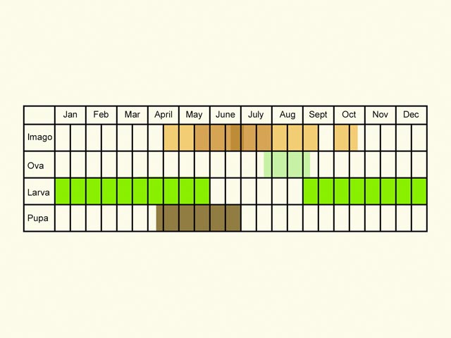  Life stages table Copyright Martin Evans 