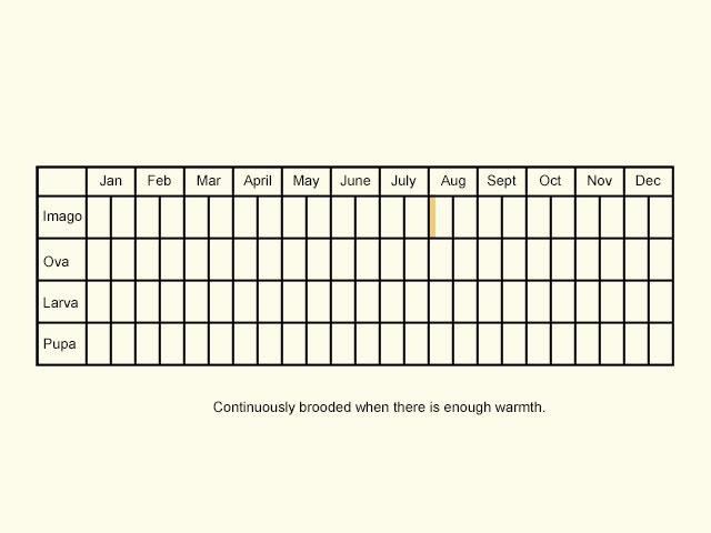  Life stages table Copyright Martin Evans 