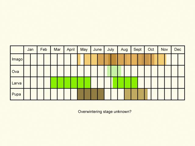  Life stages table Copyright Martin Evans 