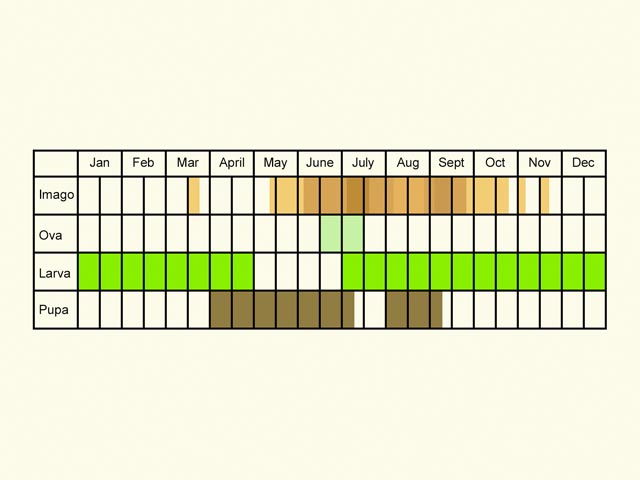  Life stages table Copyright Martin Evans 