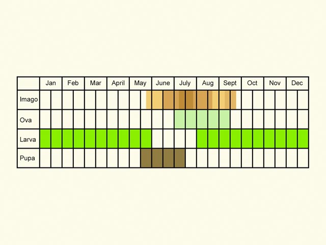  Life stages table Copyright Martin Evans 