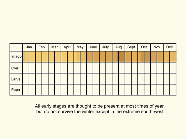  Life stages table Copyright Martin Evans 