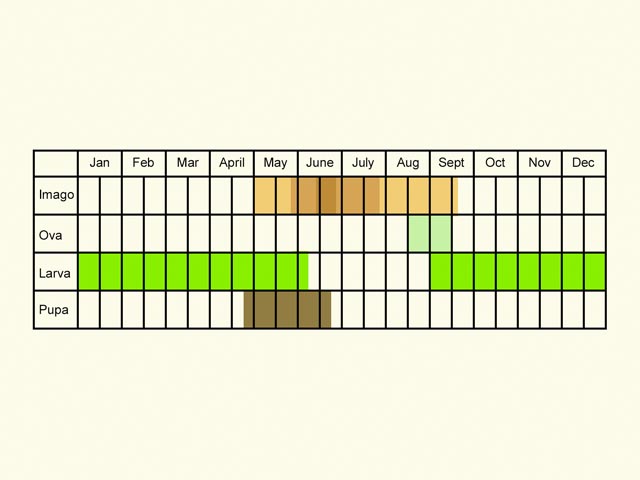  Life stages table Copyright Martin Evans 