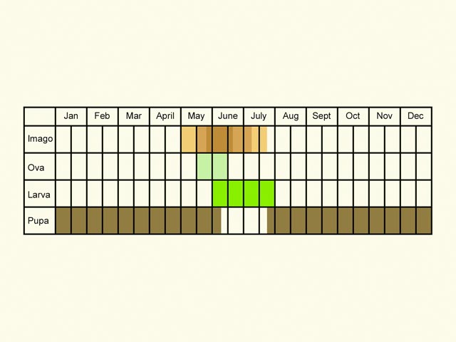  Life stages table Copyright Martin Evans 