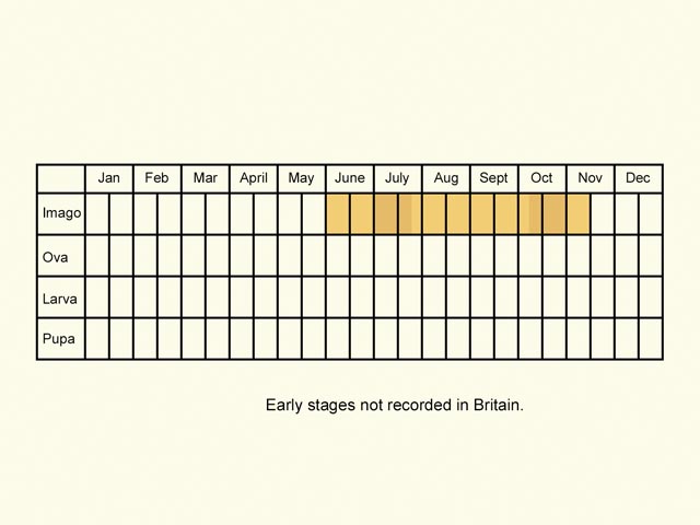  Life stages table Copyright Martin Evans 