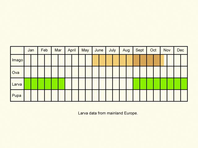  Life stages table Copyright Martin Evans 