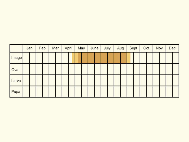  Life stages table Copyright Martin Evans 