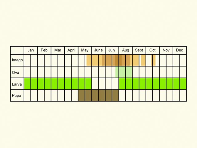  Life stages table Copyright Martin Evans 