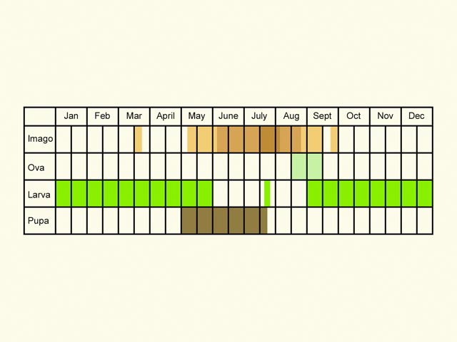  Life stages table Copyright Martin Evans 