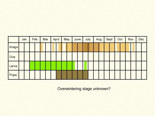  Life stages table Copyright Martin Evans 