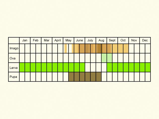  Life stages table Copyright Martin Evans 