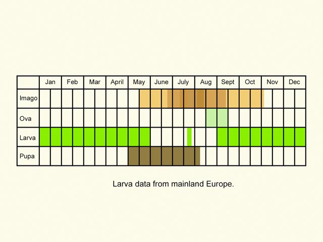  Life stages table Copyright Martin Evans 