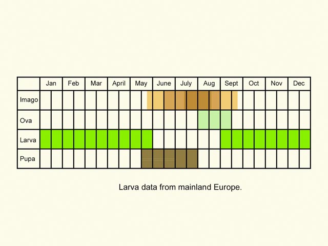  Life stages table Copyright Martin Evans 