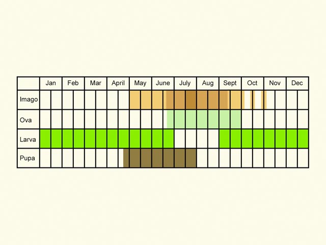  Life stages table Copyright Martin Evans 