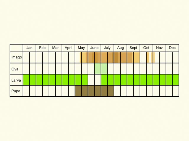  Life stages table Copyright Martin Evans 