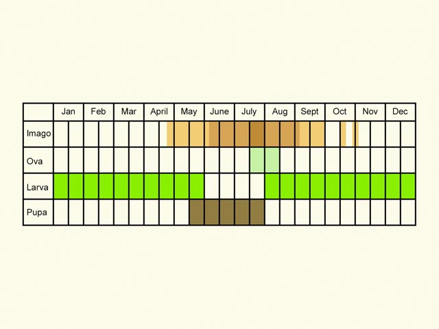  Life stages table Copyright Martin Evans 