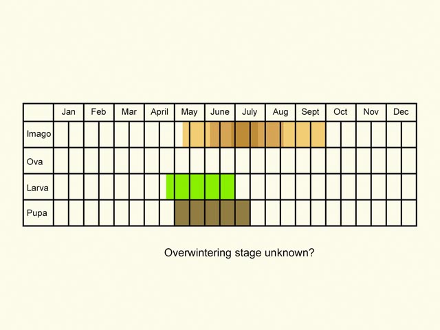  Life stages table Copyright Martin Evans 