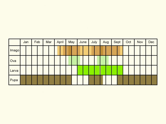  Life stages table Copyright Martin Evans 