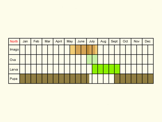  Life stages table Copyright Martin Evans 