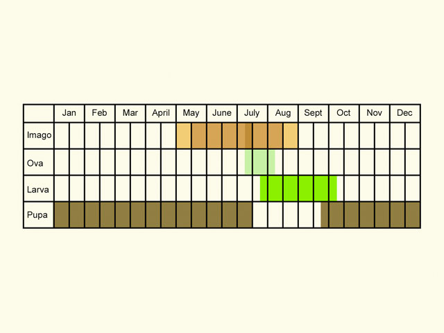  Life stages table Copyright Martin Evans 