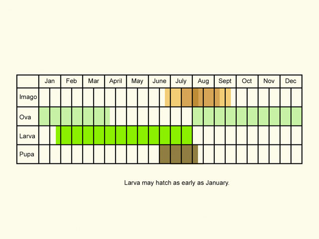  Life stages table Copyright Martin Evans 