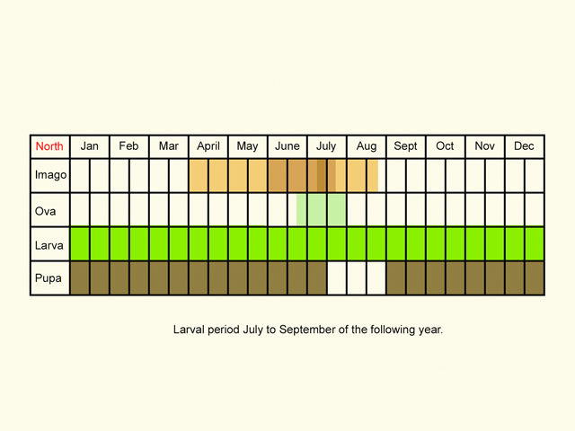  Life stages table Copyright Martin Evans 