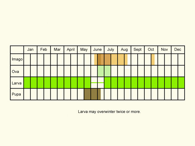  Life stages table Copyright Martin Evans 