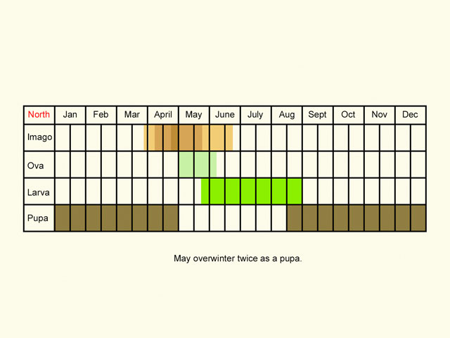  Life stages table Copyright Martin Evans 