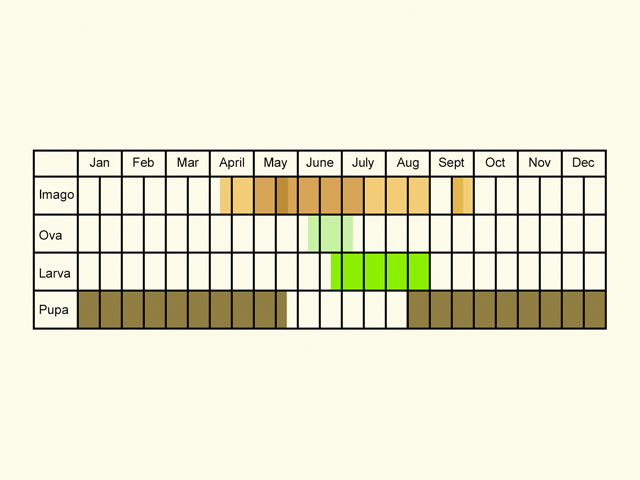  Life stages table Copyright Martin Evans 