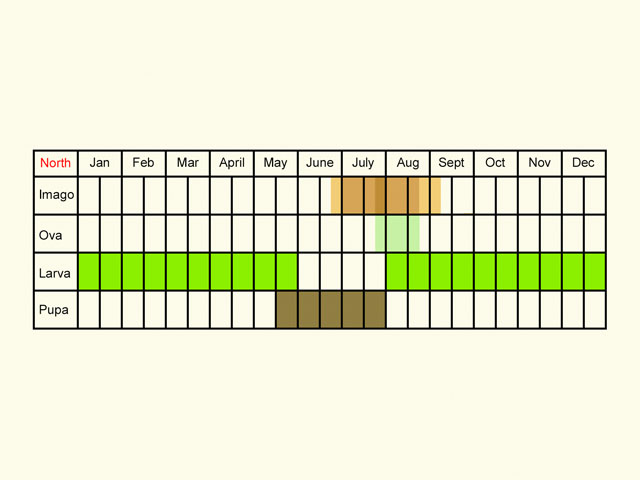  Life stages table Copyright Martin Evans 