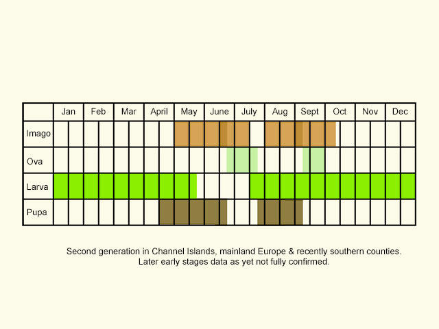  Life stages table Copyright Martin Evans 