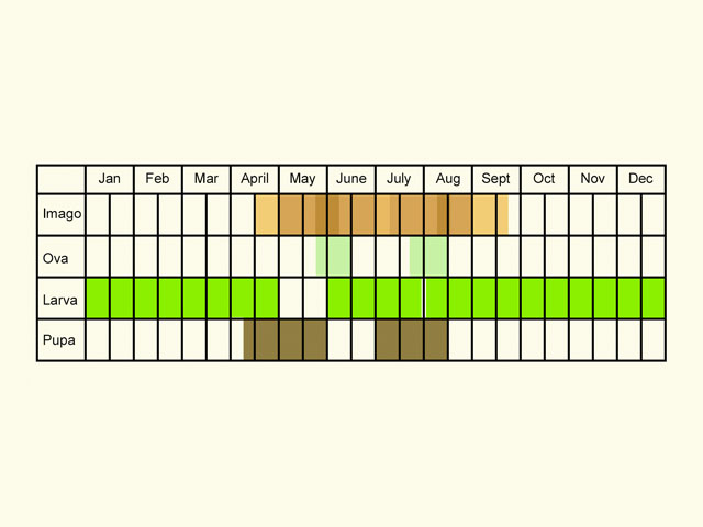  Life stages table Copyright Martin Evans 