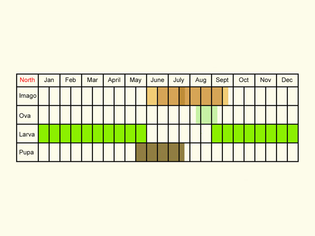  Life stages table Copyright Martin Evans 