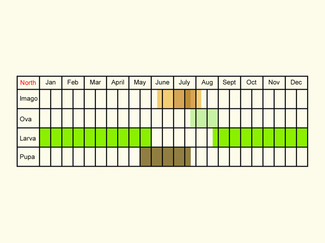  Life stages table Copyright Martin Evans 