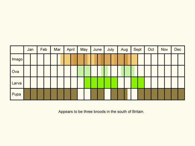  Life stages table Copyright Martin Evans 