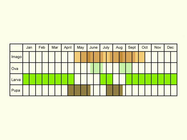  Life stages table Copyright Martin Evans 