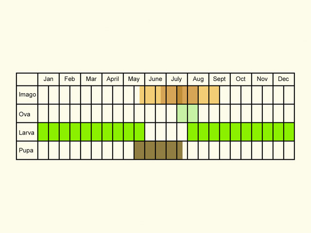  Life stages table Copyright Martin Evans 