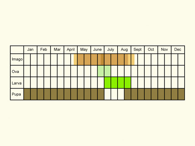  Life stages table Copyright Martin Evans 