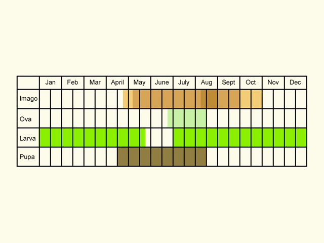  Life stages table Copyright Martin Evans 