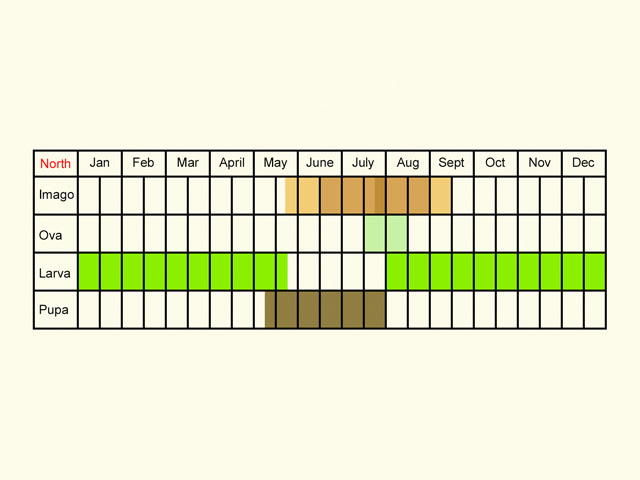  Life stages table Copyright Martin Evans 