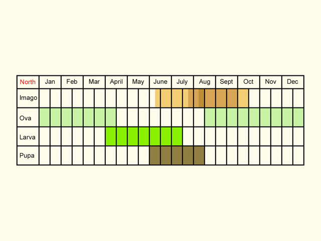  Life stages table Copyright Martin Evans 