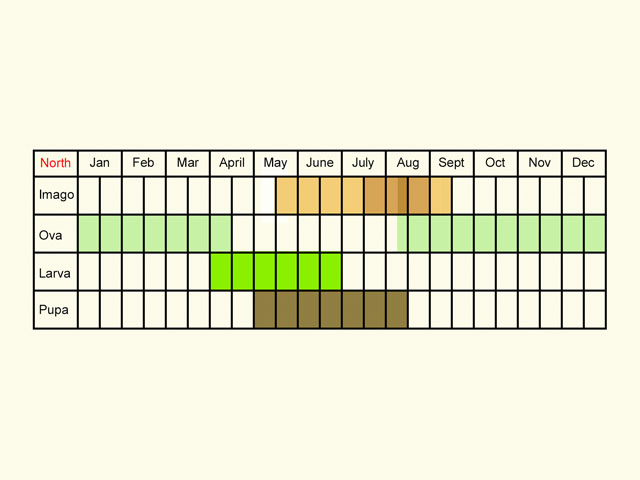  Life stages table Copyright Martin Evans 