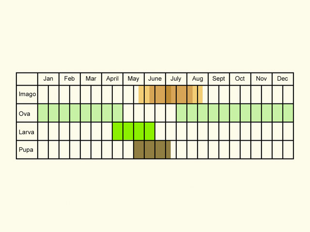  Life stages table Copyright Martin Evans 